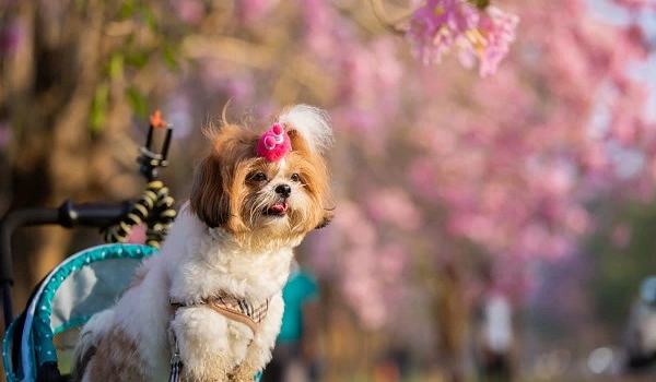 Featured Image of Calling All Pet Lovers  Discover Birla Evara’s Exclusive Pet Park 